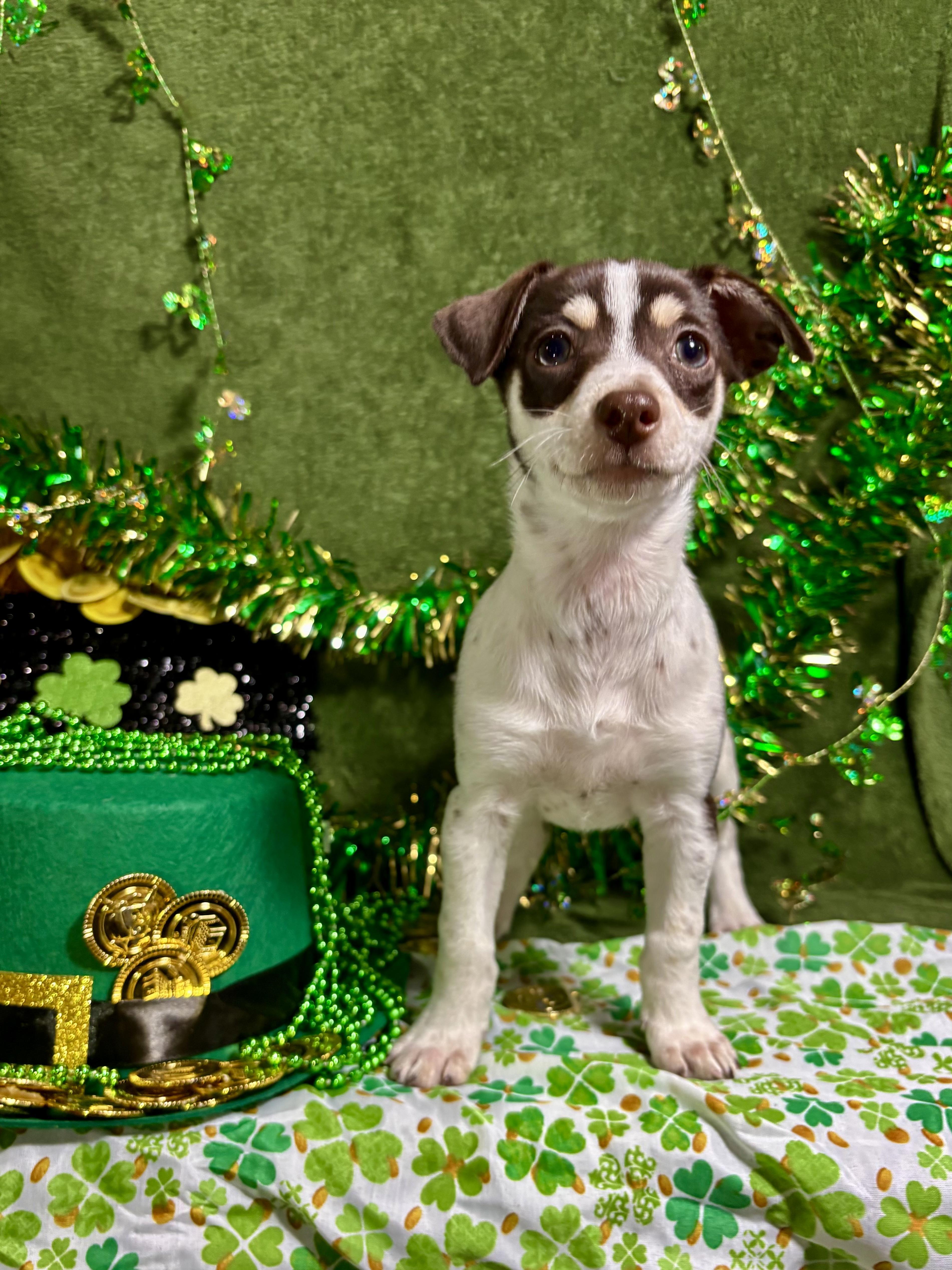 Cinnamon Spice Litter