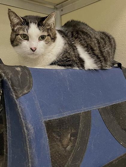 Oliver Bonded With Heathcliff