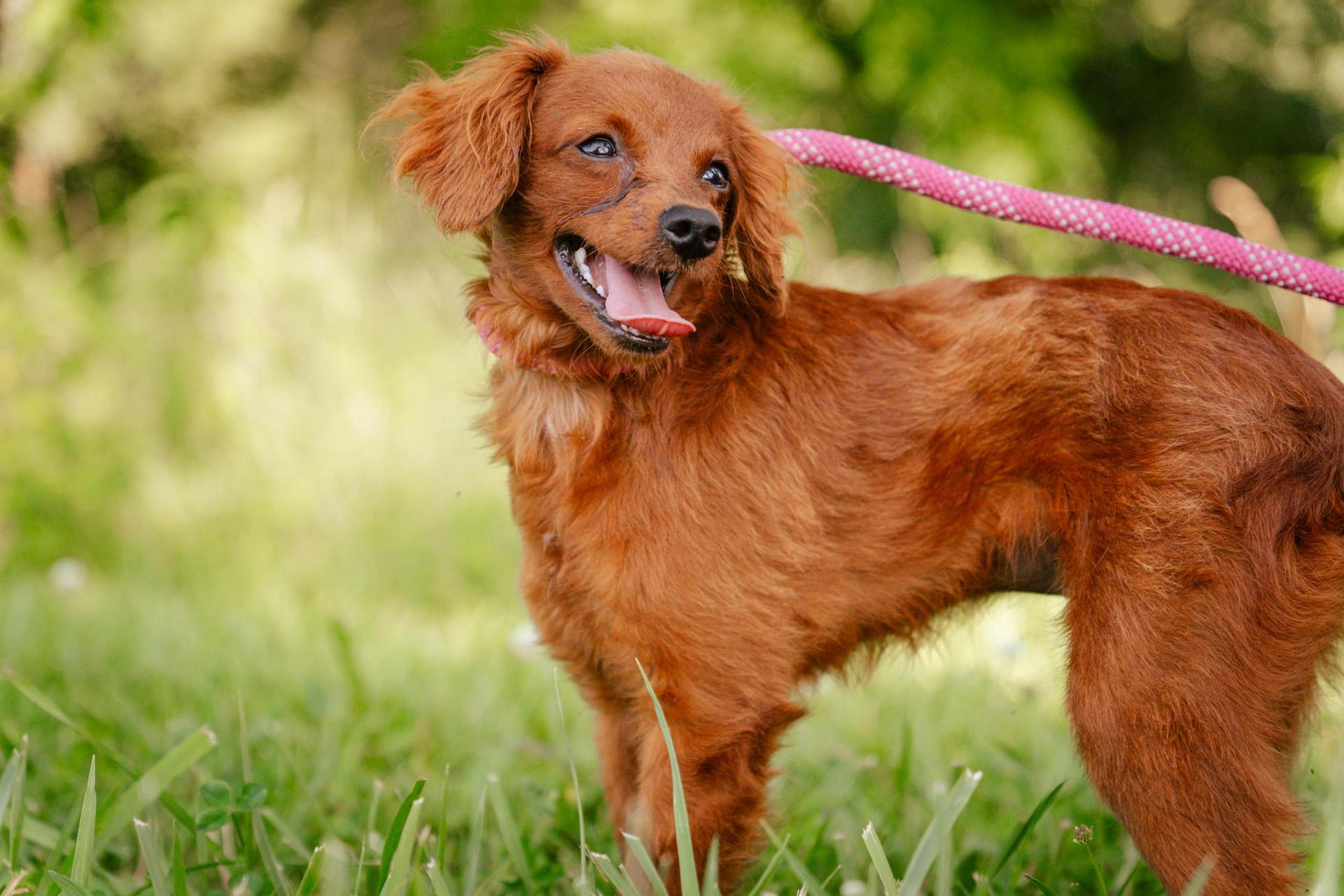 A young small-sized female Red / Chestnut / Orange Spaniel dog named Pixie Transport for adoption in Gradyville, KY