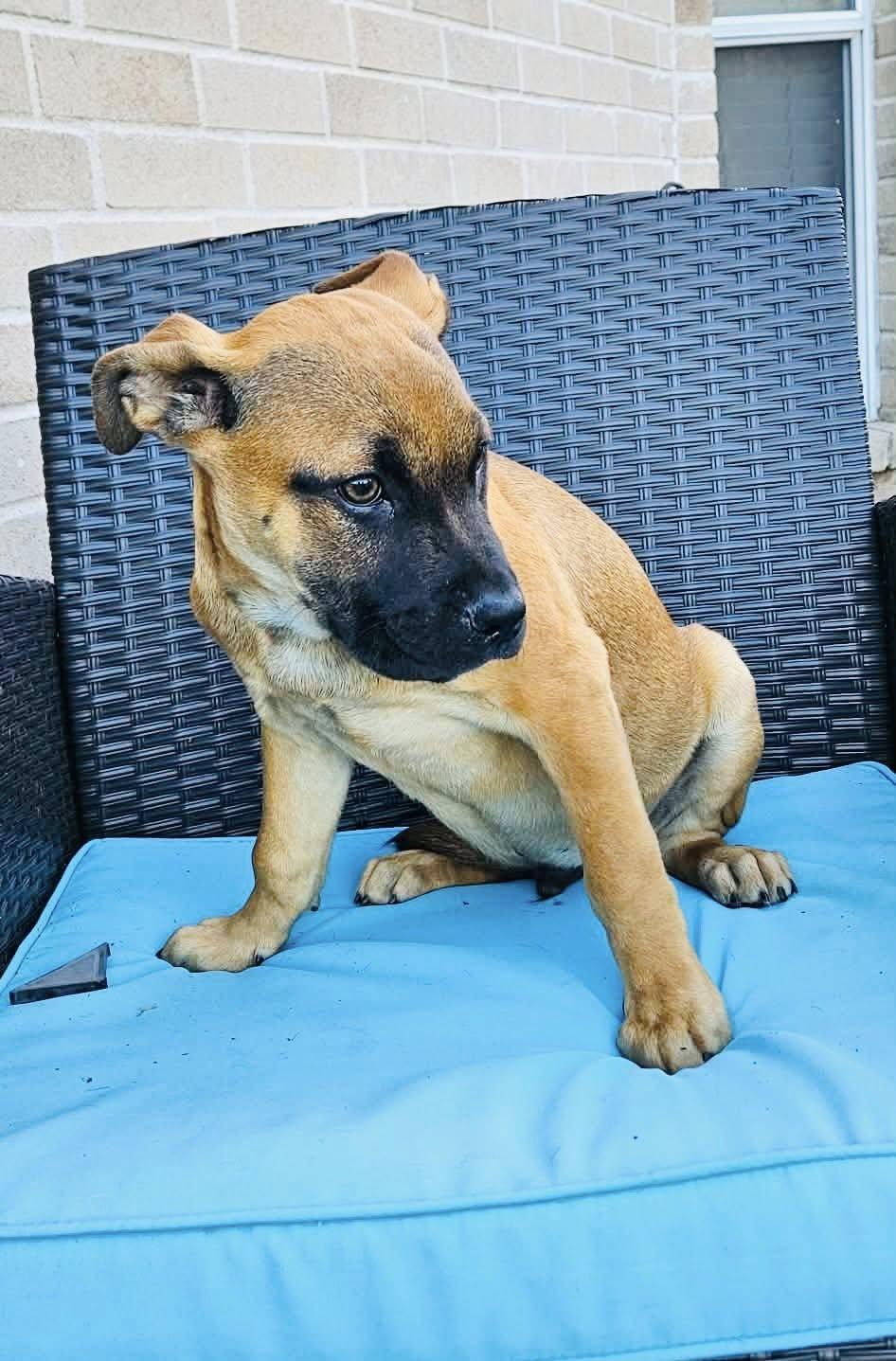 A baby medium-sized male Golden Boxer dog named Pumpkin for adoption in Allen, TX