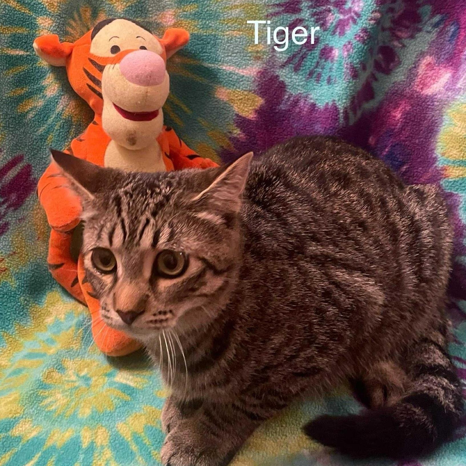 Tiger