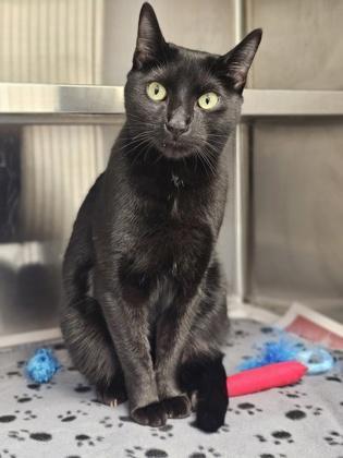 An adult medium-sized male Domestic Short Hair cat named Boots for adoption in Atlanta, GA
