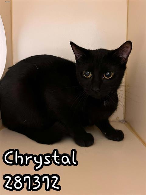 Chrystal photo 1