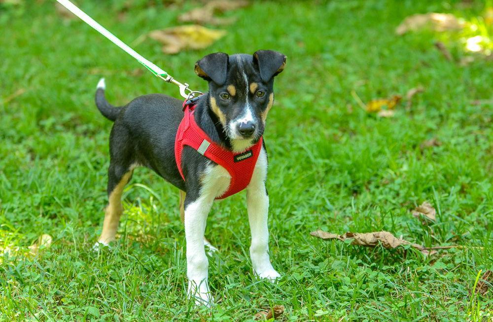 A baby medium-sized male Hound dog named Jolly for adoption in Brick, NJ
