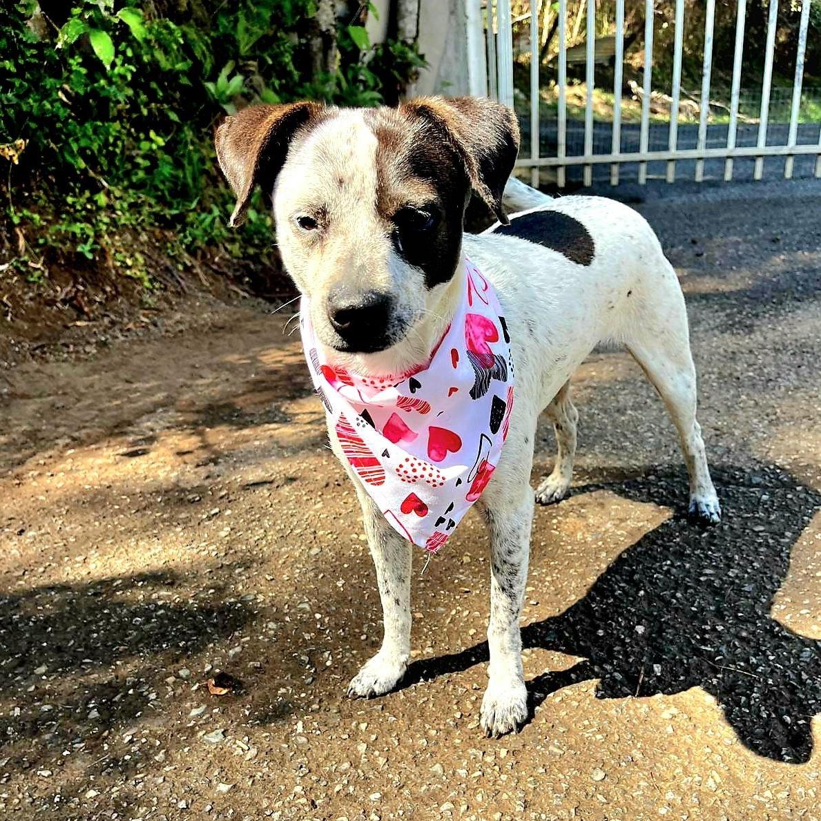 Dolly Parton "i Will