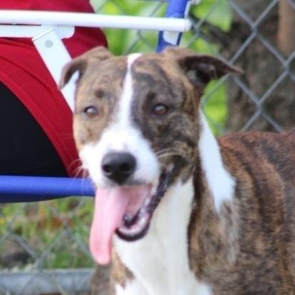 An adult medium-sized female Brindle Greyhound dog named Mary for adoption in Humacao, PR