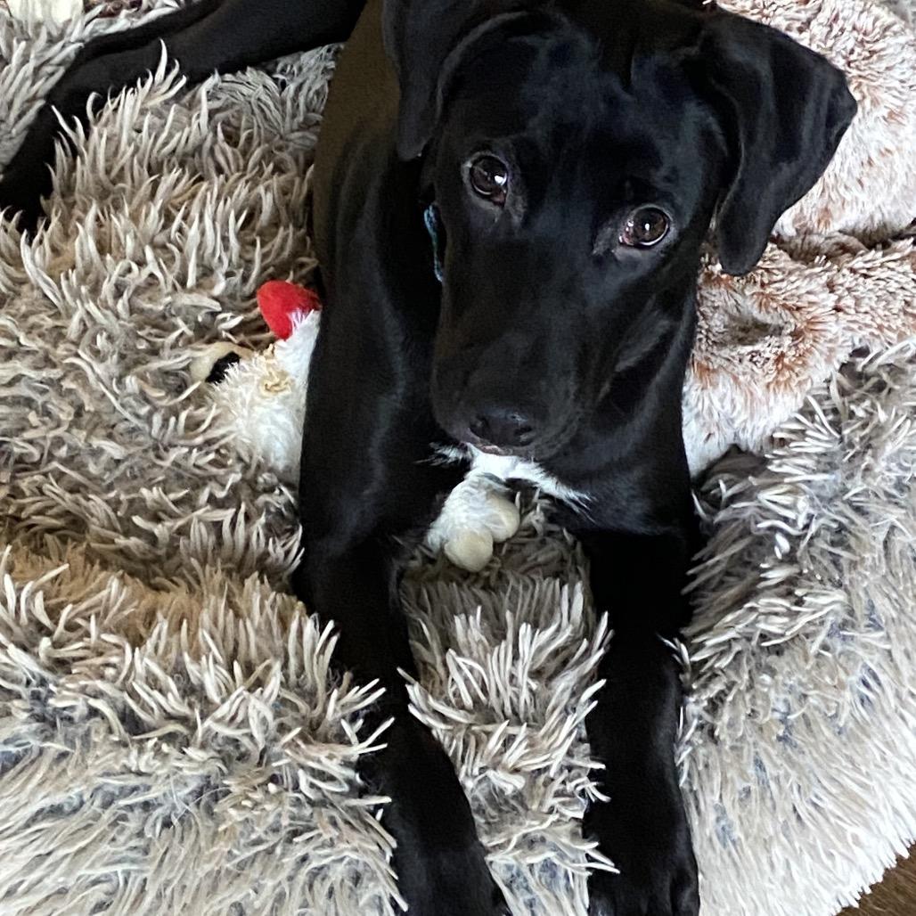 A young small-sized female Black Mixed Breed dog named Gabriella for adoption in Alexandria, VA