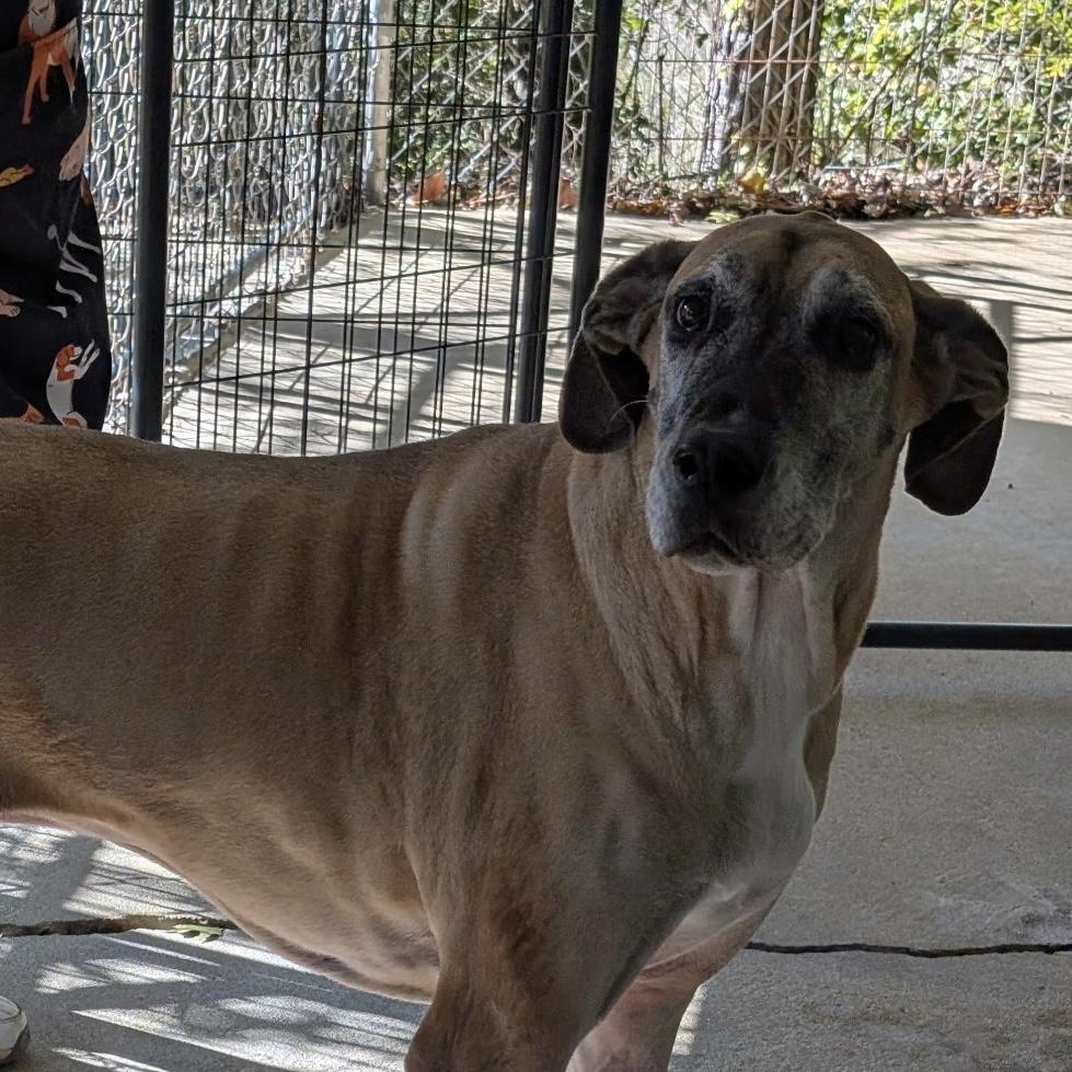 An adult extra large-sized female Black Great Dane dog named Zeelah for adoption in Columbia, SC