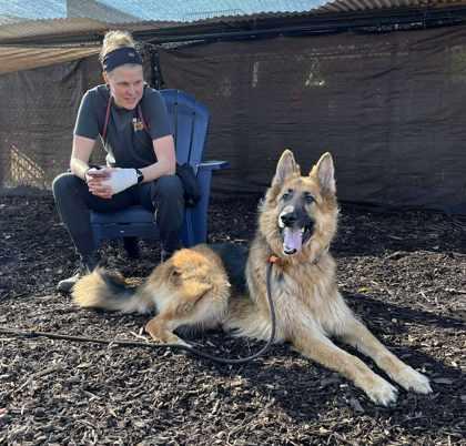 An adult extra large-sized male Mixed Breed dog named Oni for adoption in Chamblee, GA
