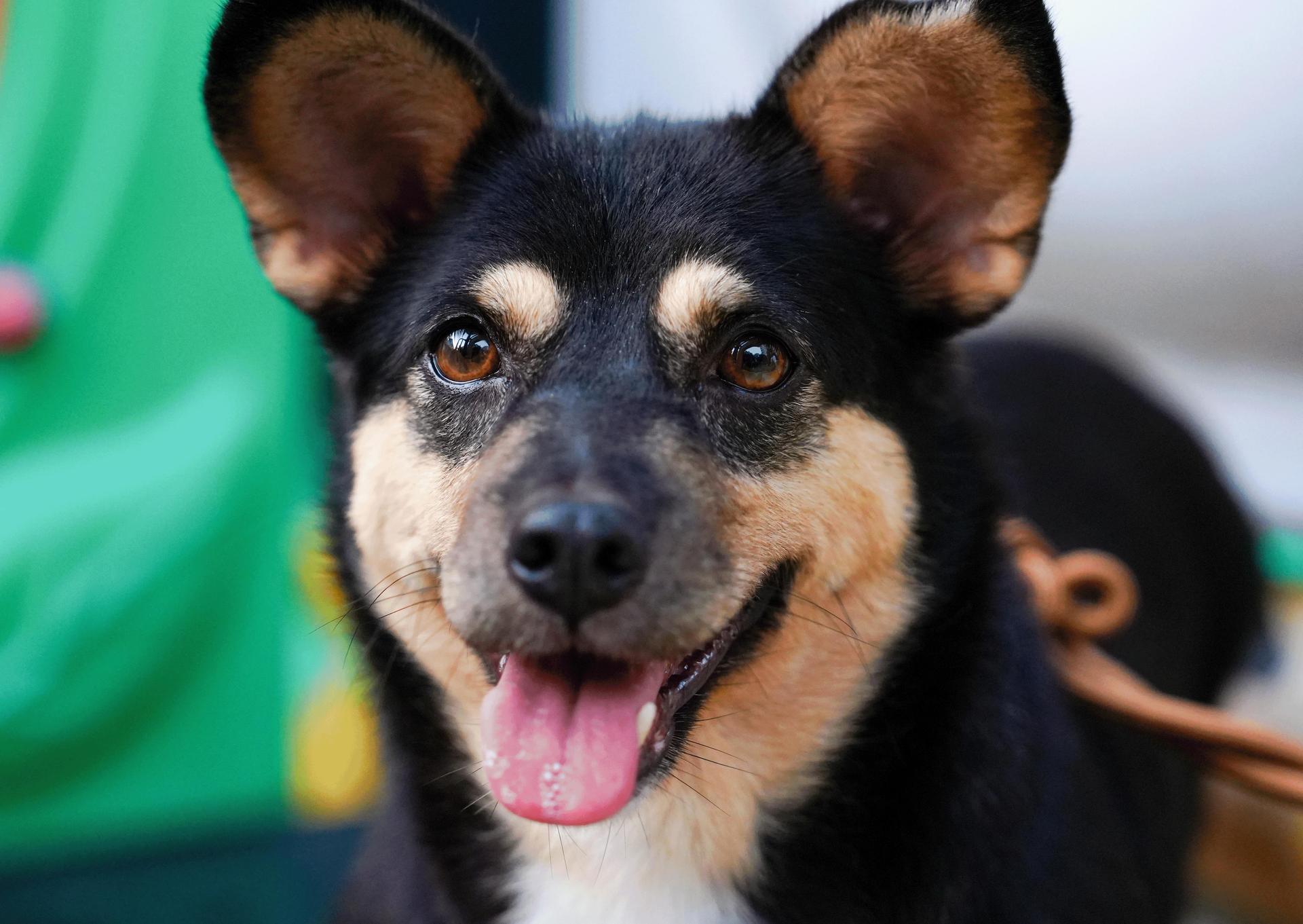 A young small-sized female Black Mixed Breed dog named Naomi for adoption in Hacienda Heights, CA