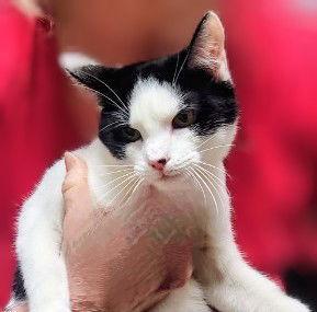 Bonnie Petsmart Aventura