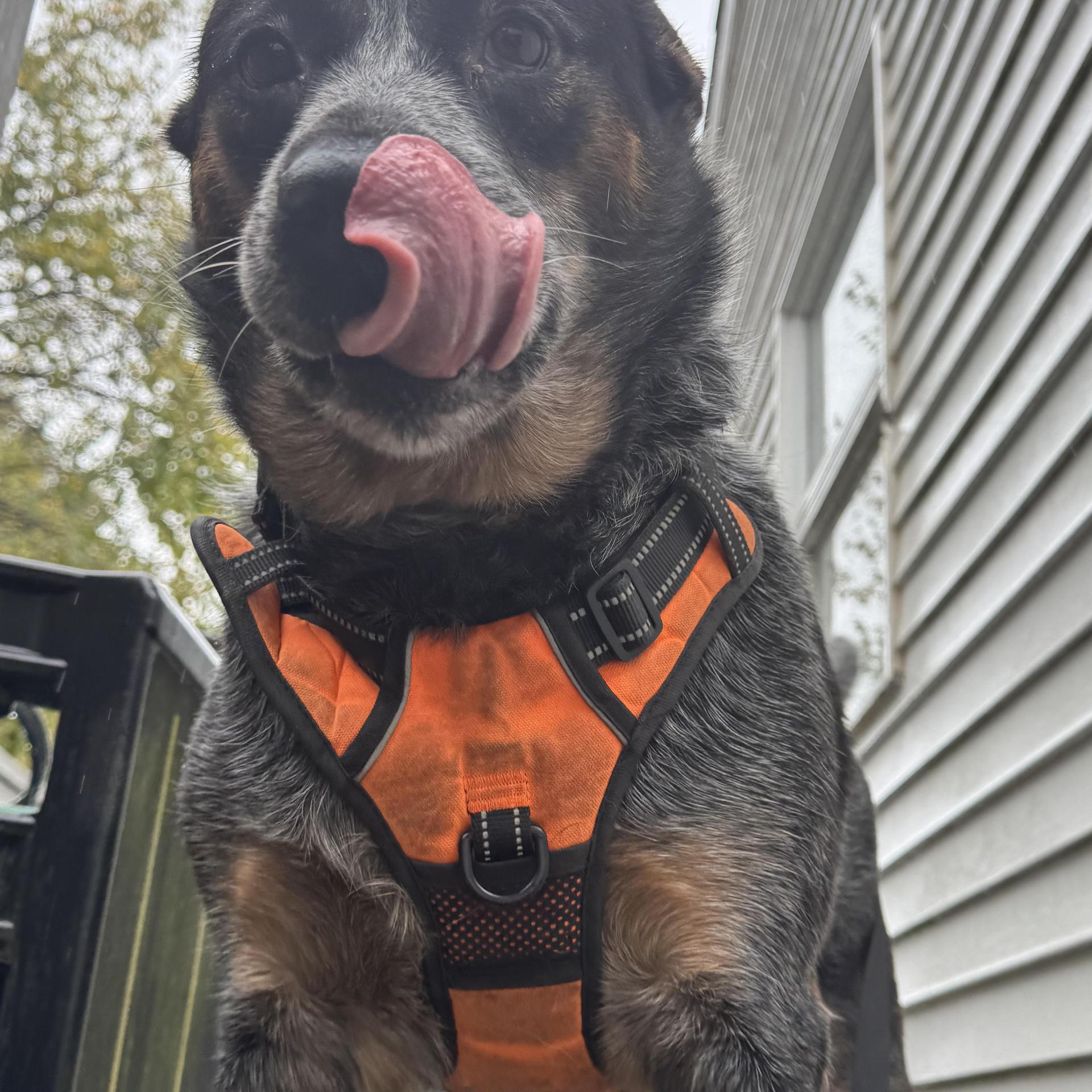 An adult large-sized male Gray / Blue / Silver Australian Cattle Dog / Blue Heeler dog named Mikey for adoption in Sadler, TX