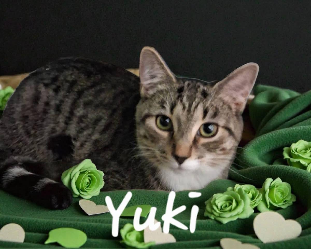 Yuki