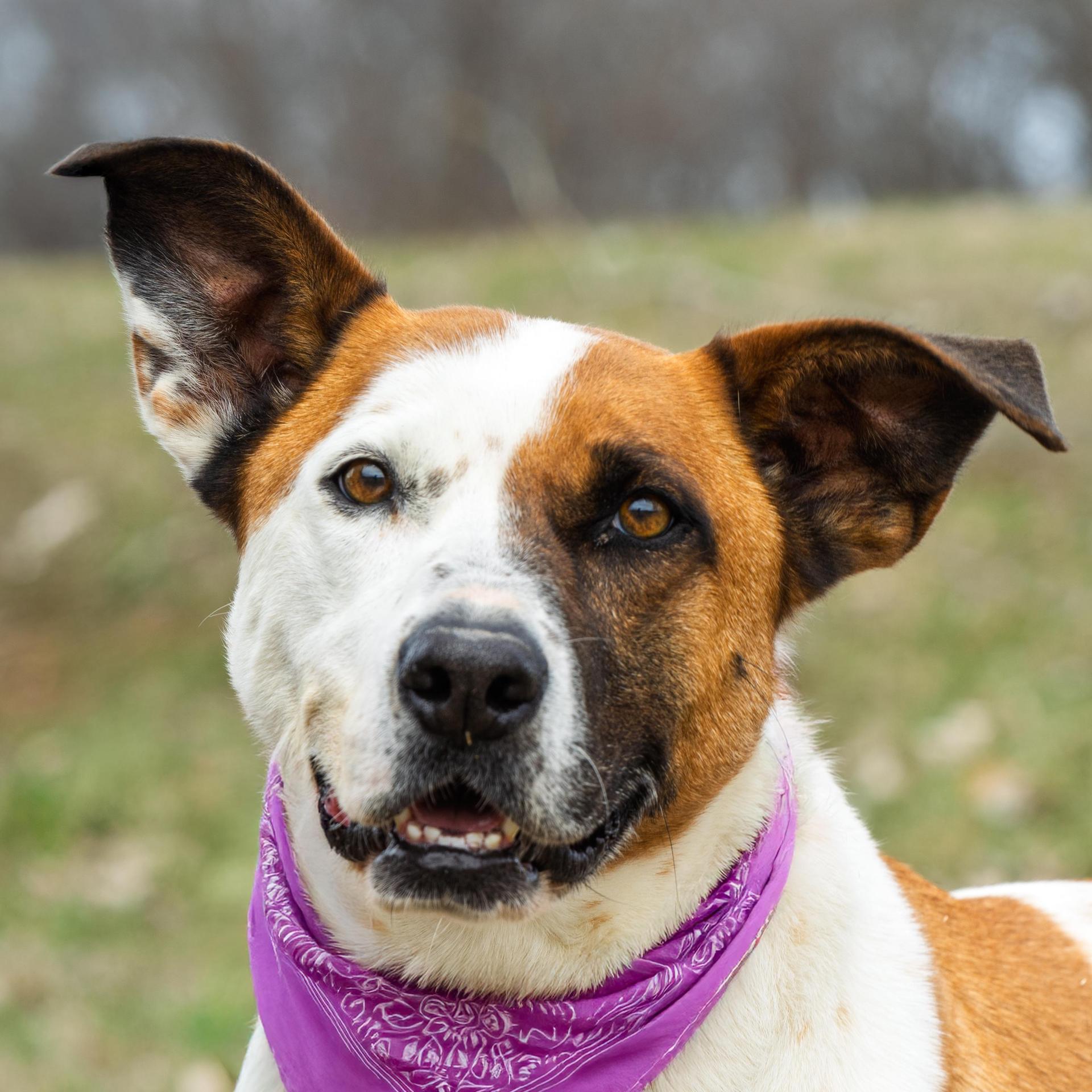 A young medium-sized male Mixed Breed dog named Lester for adoption in Auburn, NE