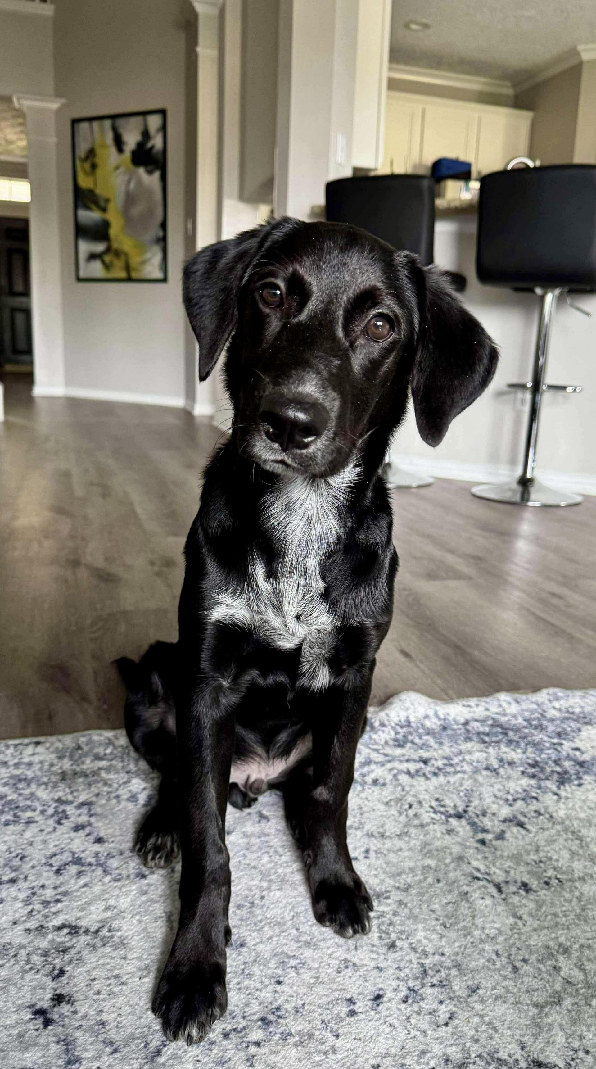 A young medium-sized male Black Labrador Retriever dog named Ray for adoption in Mooresville, NC