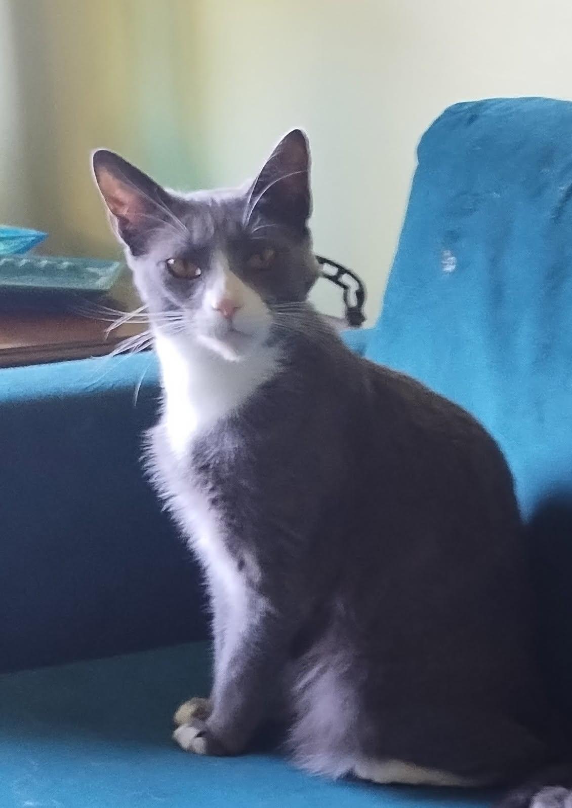 An adult small-sized female Gray & White Domestic Short Hair cat named Or Group Mischief for adoption in Livonia, MI