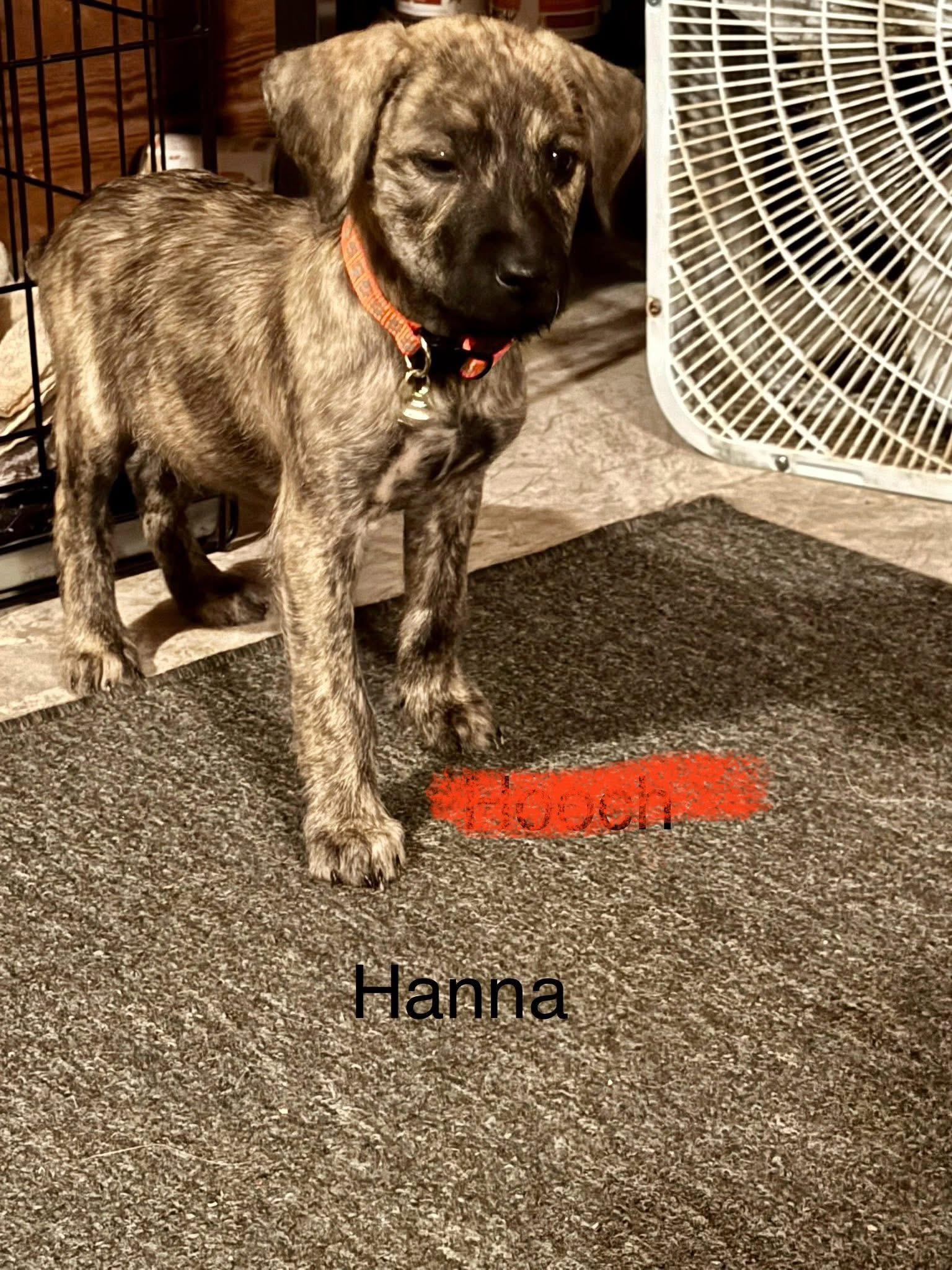 A baby medium-sized female Brindle Labrador Retriever dog named Hanna for adoption in Union Grove, WI