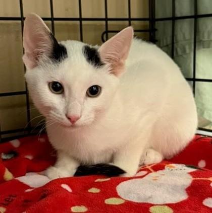 Robert Dixon `a Priority