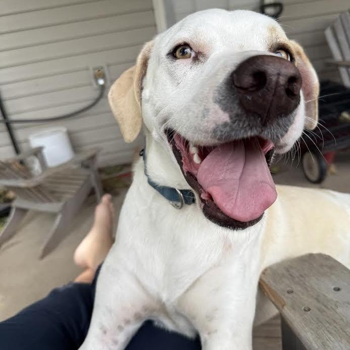 A young medium-sized male White / Cream Labrador Retriever dog named Gene for adoption in Springfield, MO