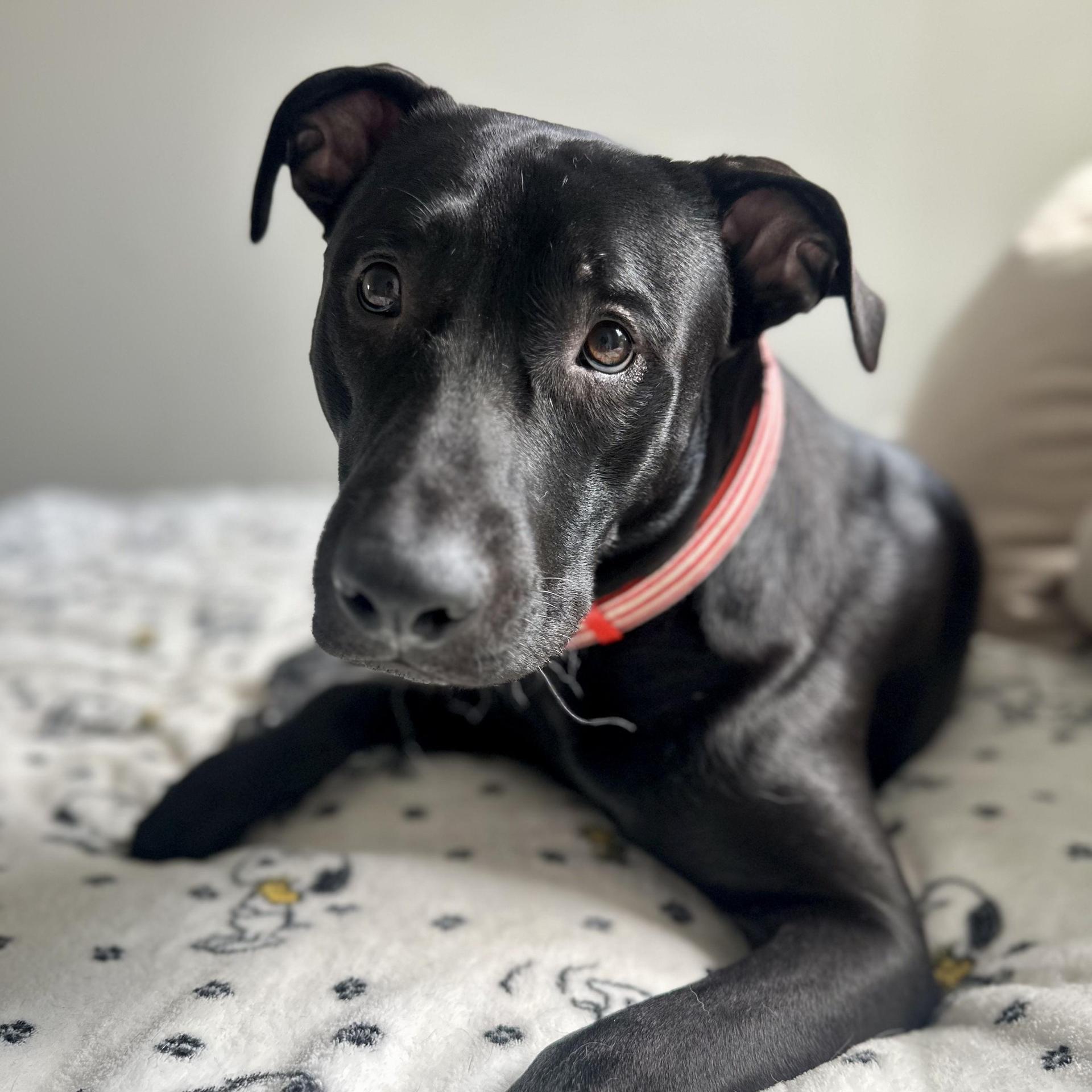 A young medium-sized male Black Labrador Retriever dog named Ekko Knight for adoption in Houston, TX