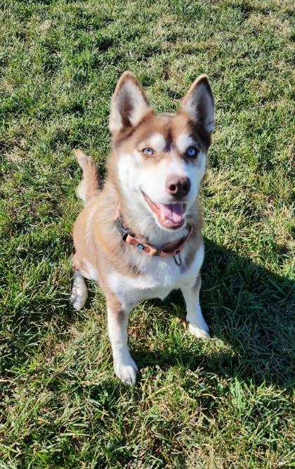 An adult medium-sized female Siberian Husky dog named Ivy for adoption in Fairfield, IA