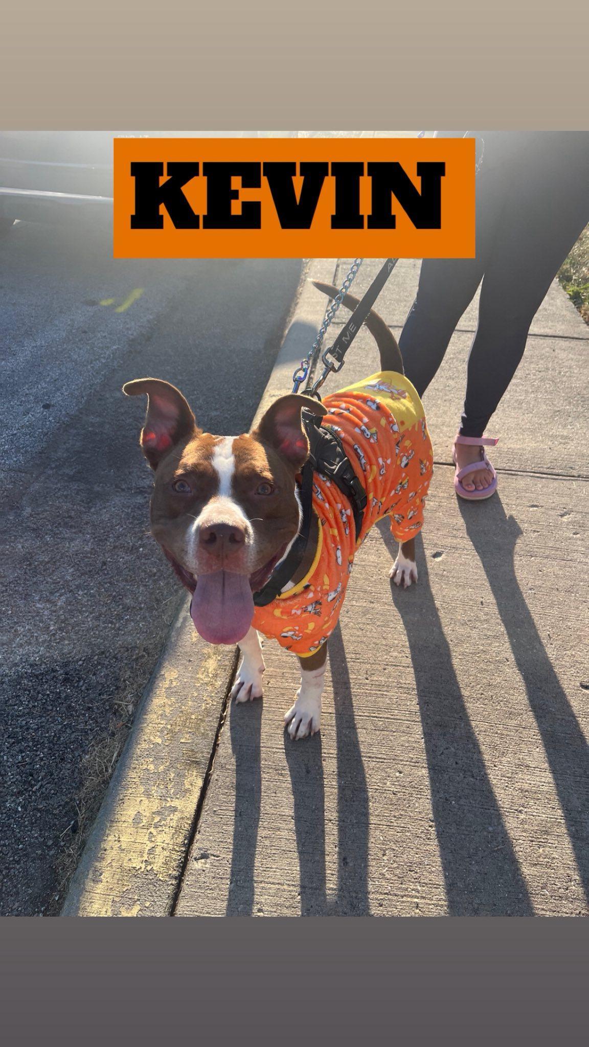 Pumpernickel Aka Kevin