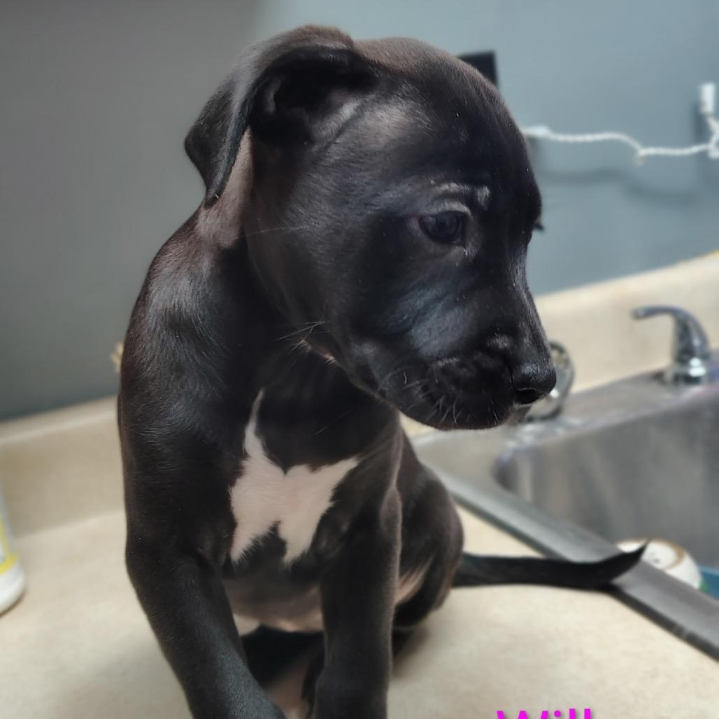 Lucky Pup: Willa photo 1