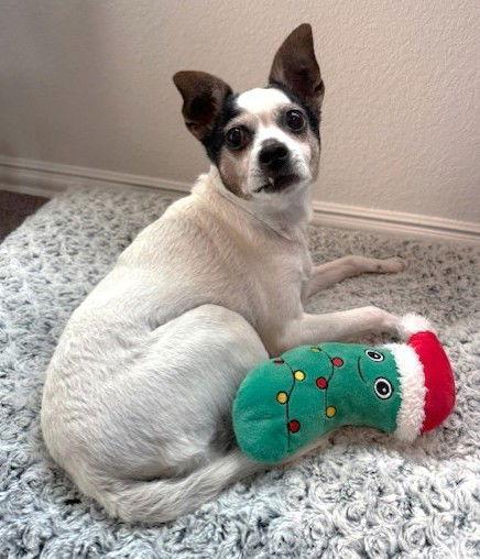 A senior small-sized female Jack Russell Terrier dog named Piper Tx for adoption in Boonton, NJ