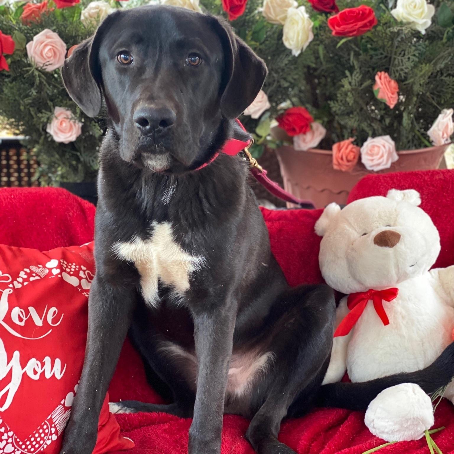 A young large-sized male Black Labrador Retriever dog named Hunter for adoption in Acton, CA