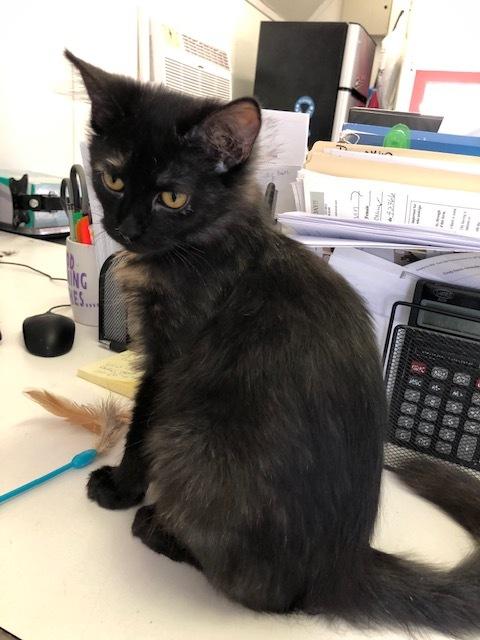 A young medium-sized female Tortoiseshell cat named Storm! for adoption in Owensboro, KY