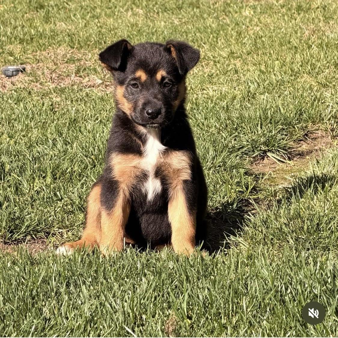 Dale~ Affectionate And Playful