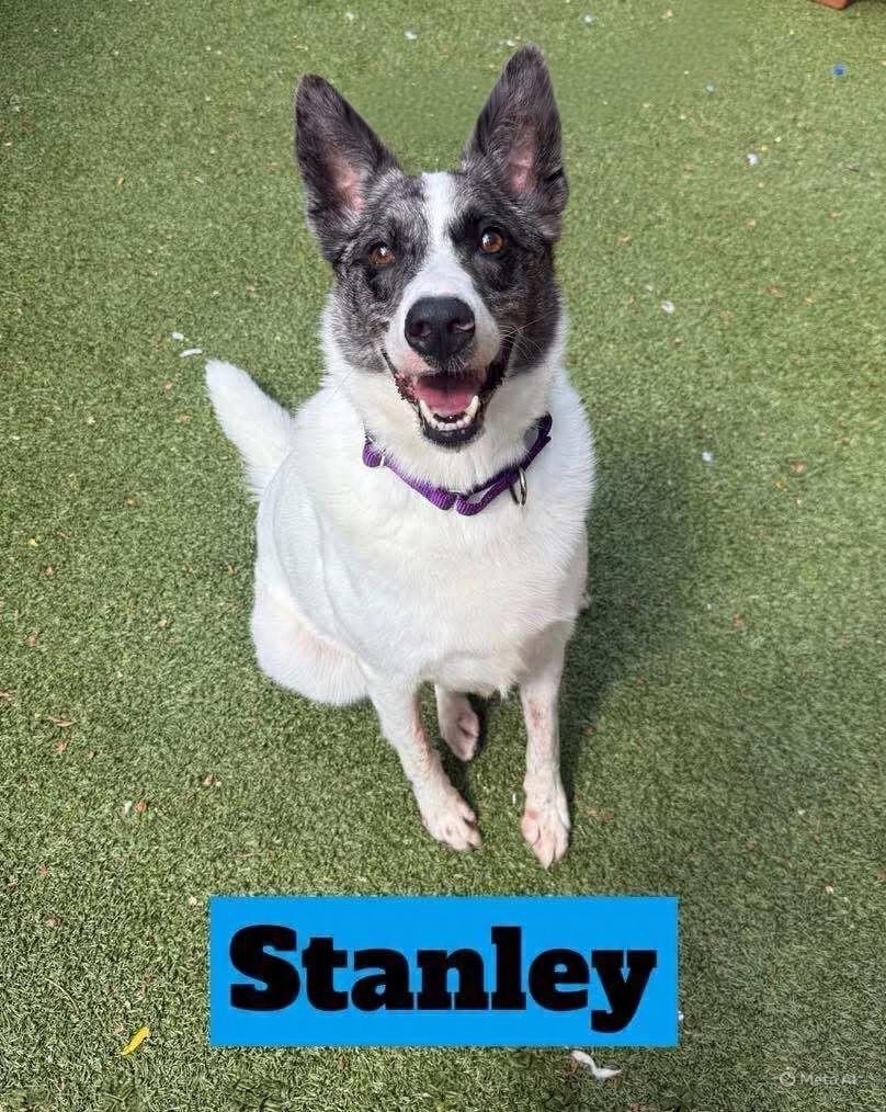 Stanley