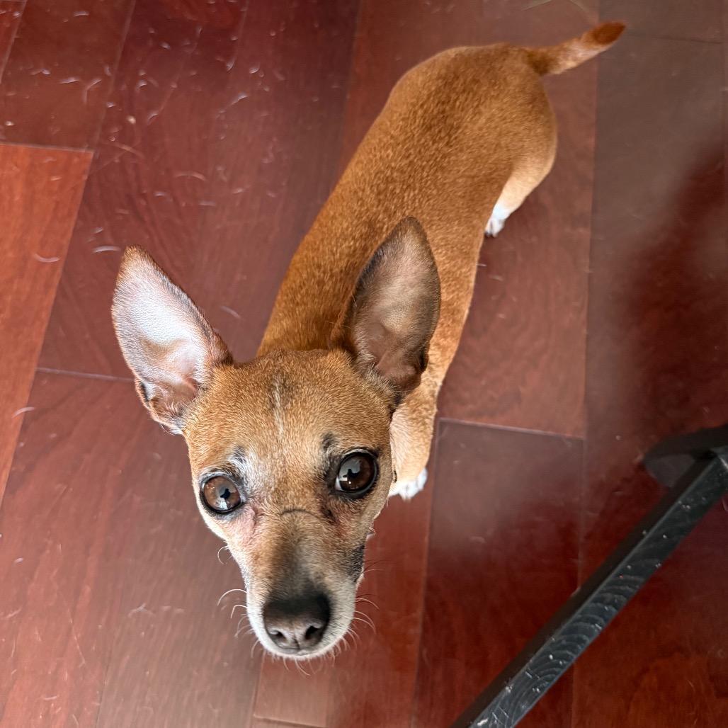 Canela Fka Bitsy Lou