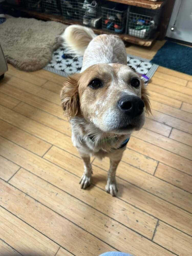 A young medium-sized female English Setter dog named No Longer Accepting Applications for adoption in Chelsea, MI
