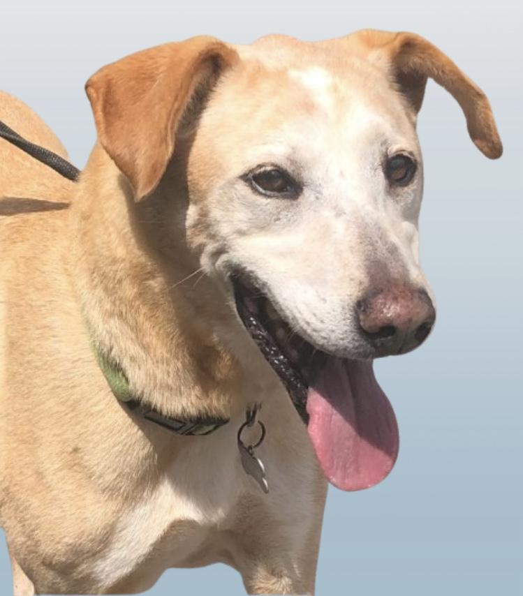A senior medium-sized male Yellow Labrador Retriever dog named Sweetest Sawyer for adoption in Pleasant View, TN
