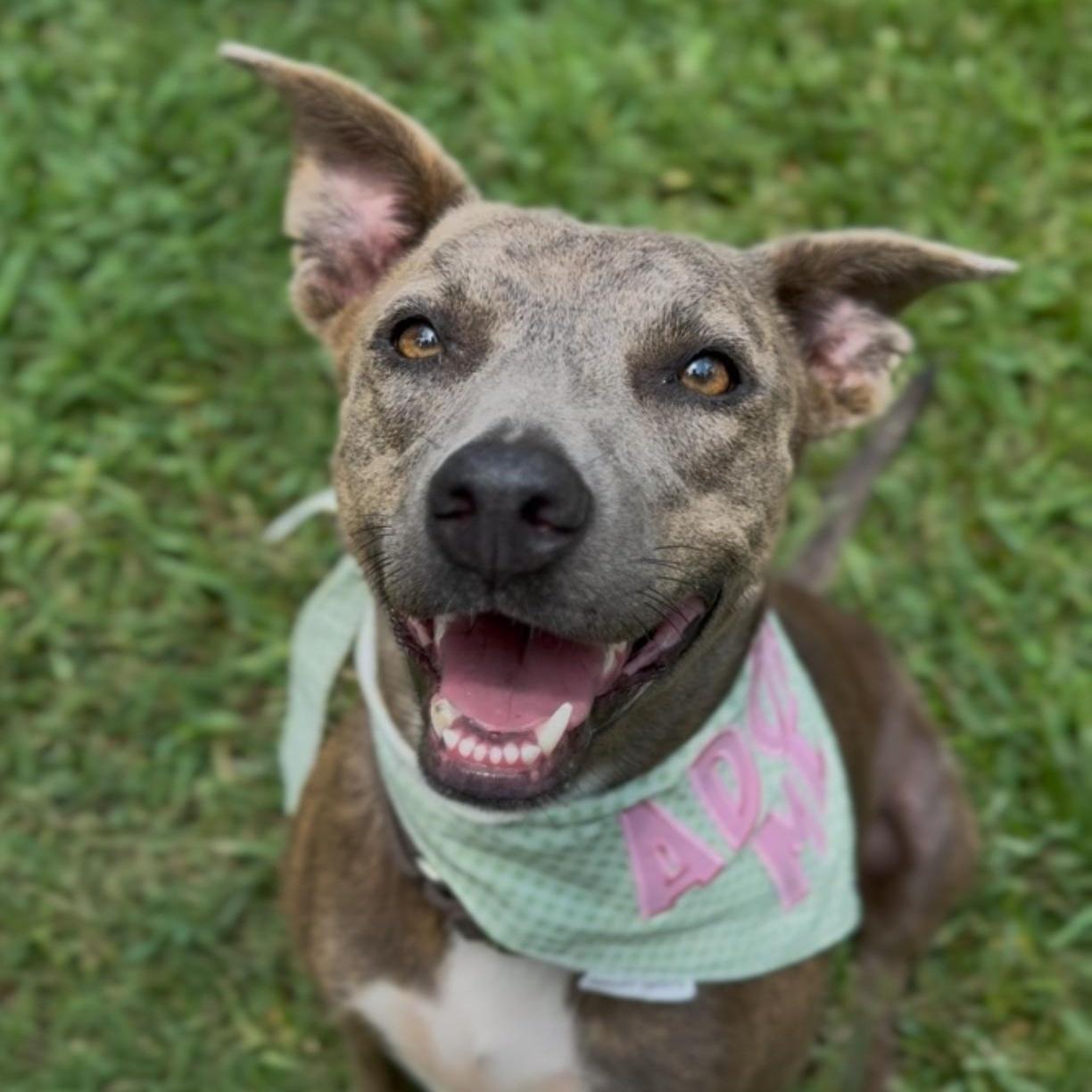 An adult medium-sized female Brindle American Staffordshire Terrier dog named Georgia for adoption in Houston, TX