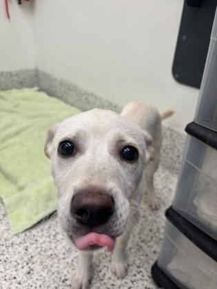 A baby small-sized female Mixed Breed dog named Oblique for adoption in Atlanta, GA