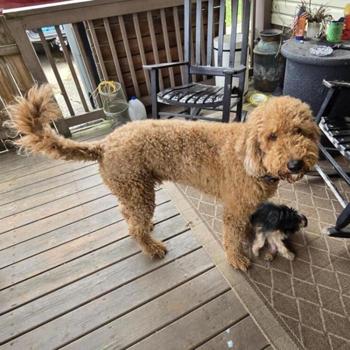 Tucker Doodle photo 1