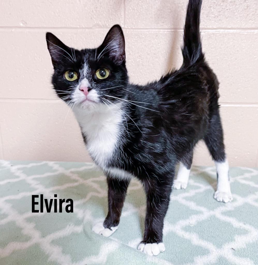 Elvira