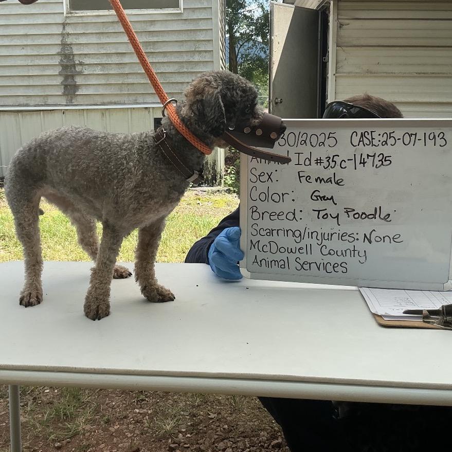 An adult small-sized female Gray / Blue / Silver Poodle dog named Mocha C for adoption in Wappingers Falls, NY
