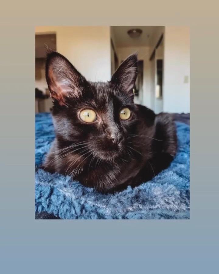 A young small-sized female Black Bombay cat named Rosemary for adoption in Tustin, CA