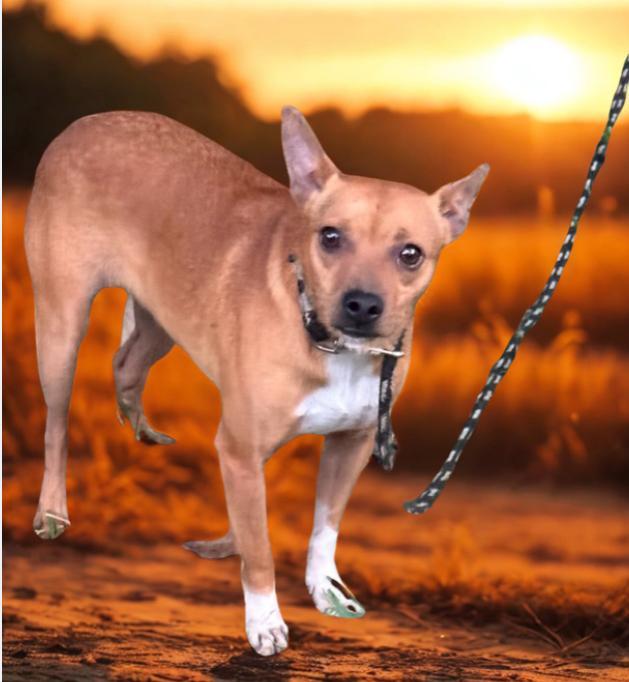 A young small-sized male Yellow / Tan / Blond / Fawn Chihuahua dog named Skipper for adoption in Alexandria, LA