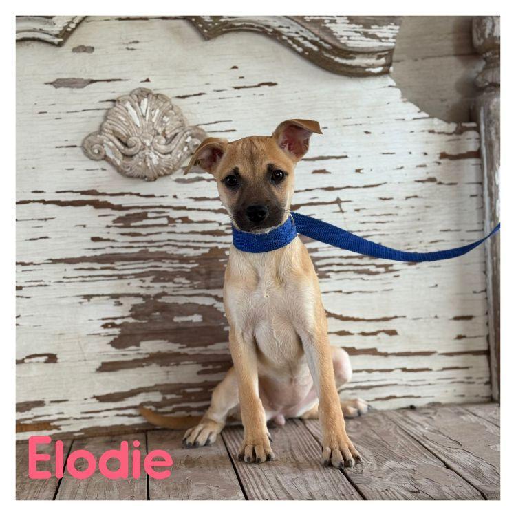 Elodie