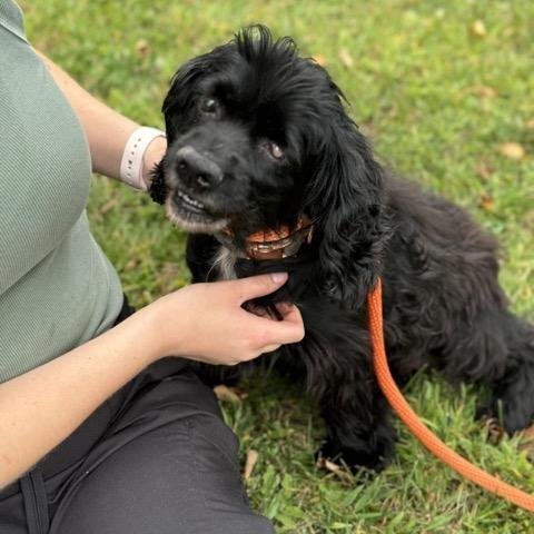 A senior medium-sized female Cocker Spaniel dog named Precious Limited Vision for adoption in Sparta, NJ