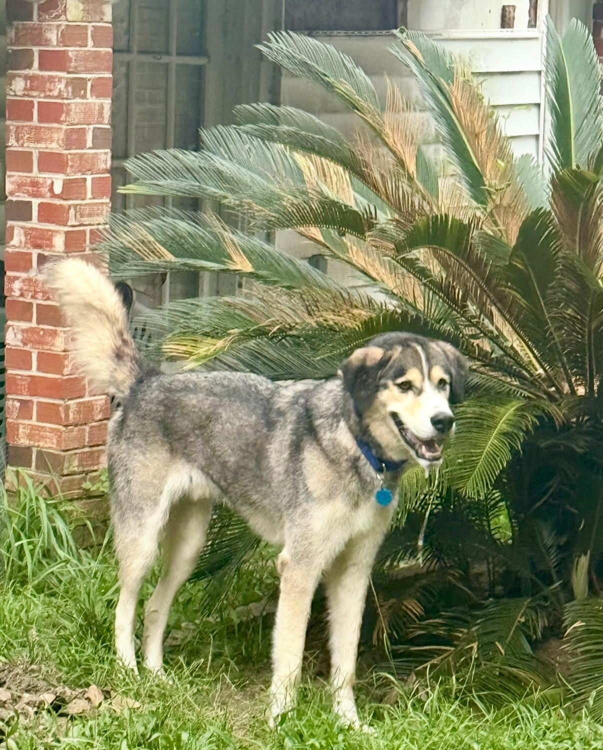 An adult medium-sized male Siberian Husky dog named Max for adoption in Sumter, SC