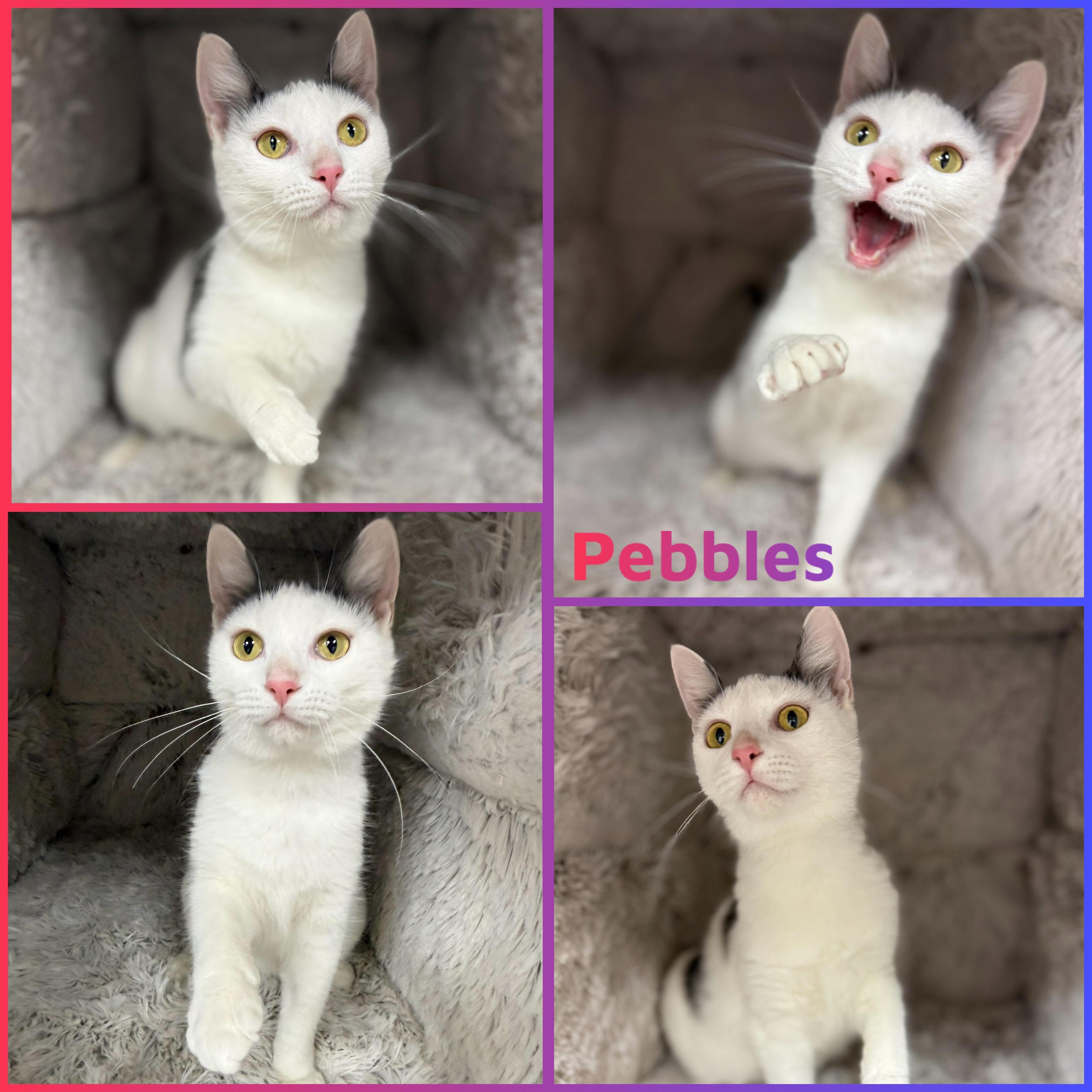 Pebbles