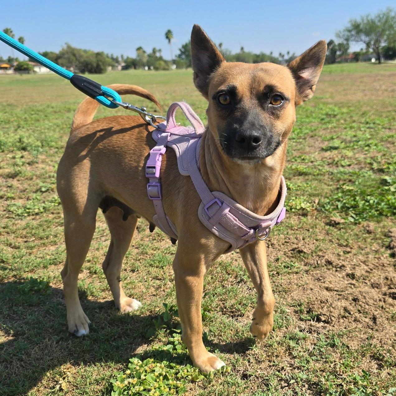 A young small-sized female Shepherd dog named Legume for adoption in Harlingen, TX