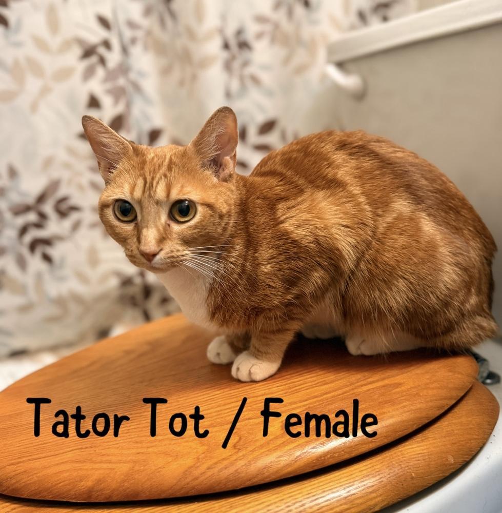 Tator Tot