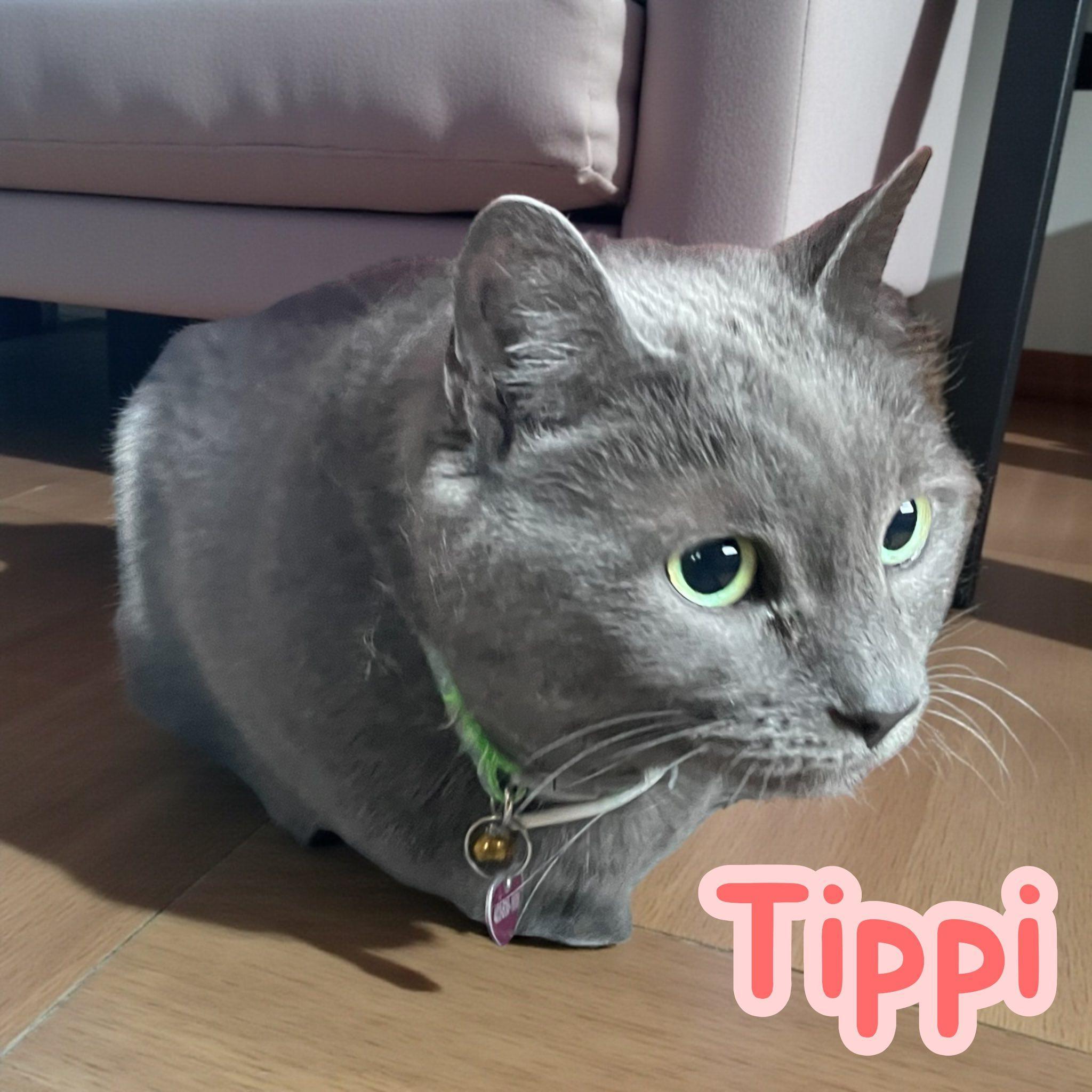 Tippi