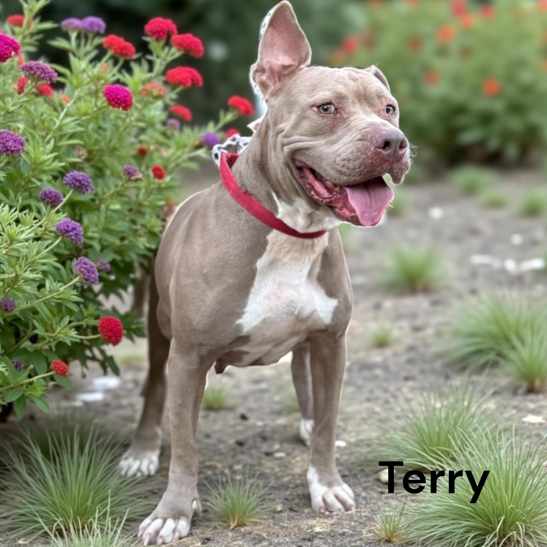 A young medium-sized female Pit Bull Terrier dog named Terry for adoption in Allen, TX